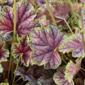 Heuchera 'Green Spice' ---